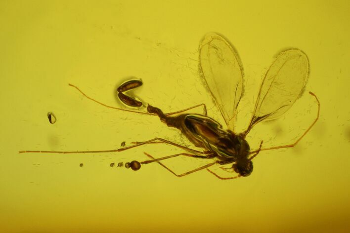 Fossil Fly (Diptera) With Eggs, In Baltic Amber #183549